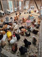 Super mooie Cochin kriel kipjes in veel kleurtjes, Dieren en Toebehoren, Vrouwelijk, Kip