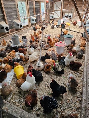 Super mooie Cochin kriel kipjes in veel kleurtjes  beschikbaar voor biedingen