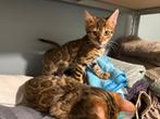 BENGALS  KITTEN  Met STAMBOOM  Voor FOK, Dieren en Toebehoren, Katten en Kittens | Raskatten | Korthaar, Poes, Gechipt, 0 tot 2 jaar