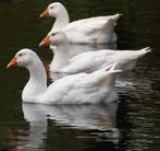 Broedeieren van witte boerenganzen raszuiver, Dieren en Toebehoren, Geslacht onbekend, Gans of Zwaan