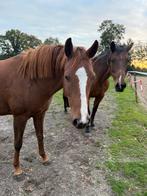 Leuk dames paardje te koop, Dieren en Toebehoren, Merrie, Gechipt, Dressuurpaard, 3 tot 6 jaar