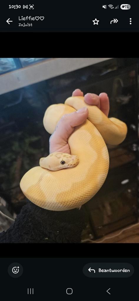 Koningspython - python- python regius