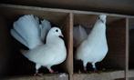 5 Witte sierduiven, Meerdere dieren, Overige soorten