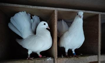 5 Witte sierduiven  beschikbaar voor biedingen