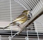 Te Koop kanarie man, Dieren en Toebehoren, Vogels | Kanaries, Mannelijk, Zangkanarie