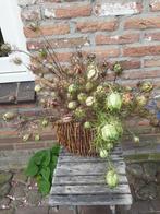 Juffertje in ^t groen, Ophalen, Zomer, Volle zon