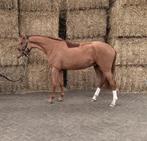 3 jarige knappe allrounder, Dieren en Toebehoren, Springpaard, Met stamboom, Ruin, 3 tot 6 jaar