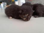 kittens (boerderij), Dieren en Toebehoren, Meerdere dieren, Ontwormd