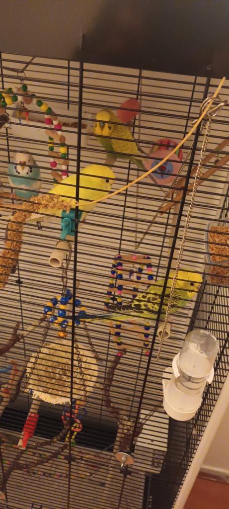 Goedkoop mooie Kooi met twee mannen en twee vrouwen, Dieren en Toebehoren, Vogels | Hokken en Kooien, Zo goed als nieuw, Vogelkooi