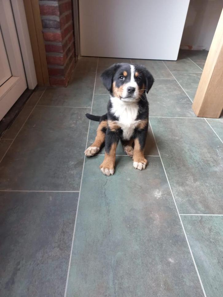 Grote Zwitserse Sennenhond pups, raszuiver, Dieren en Toebehoren, Honden | Niet-rashonden, Groot, Teef, Particulier, Meerdere