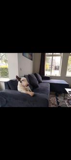 Dog stud services, 6 jaar of ouder, Reu, Eén hond, Nederland