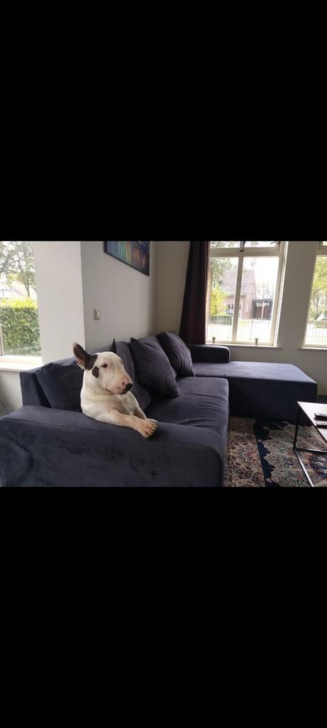 Dog stud services, Dieren en Toebehoren, Honden | Bulldogs, Pinschers en Molossers, Reu, Particulier, Eén hond, Nederland, 6 jaar of ouder