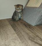 Britse korthaar kittens, Dieren en Toebehoren, Katten en Kittens | Raskatten | Korthaar, Meerdere dieren, Ontwormd