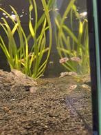 Tetraodon Travancorius S Dwergkogelvis