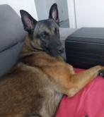 Goed thuis gezocht, Reu, 1 tot 2 jaar, Parvo, Eén hond