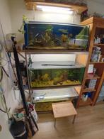 Aquarium Sterling 3X, Dieren en Toebehoren, Ophalen, Gebruikt, Gevuld zoetwateraquarium
