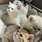 Zuivere ras Briste korthaar kittens blauwe ogen