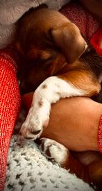 Jack Russel Terrier, Dieren en Toebehoren, Honden | Jack Russells en Terriërs, Jack Russell Terriër, Reu, 1 tot 2 jaar, CDV (hondenziekte)