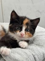 Nog 1 Leuk Lief Kitten Poesje (Deels Britse Korthaar), Dieren en Toebehoren, Katten en Kittens | Raskatten | Korthaar, Meerdere dieren