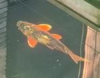 Koi's mogen de vijver verlaten, Dieren en Toebehoren, Vissen | Vijvervissen, Karper of Koi