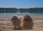 Pomeranian, Dieren en Toebehoren, Particulier, Overige rassen, Buitenland, Rabiës (hondsdolheid)