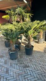 Trachycarpus Wagnerianus palmboom, Minder dan 100 cm, Zomer, Volle zon, Ophalen of Verzenden