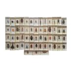 55 diverse insecten in epoxy, eind 20e eeuw, Ophalen of Verzenden