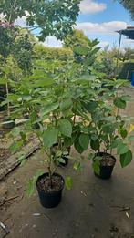 Cornus alba, kornoelje 100-125 cm, Ophalen, Overige soorten, Struik, Minder dan 100 cm