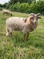 Drents heideschaap, Dieren en Toebehoren, Mannelijk, Schaap, 0 tot 2 jaar
