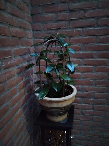 kamerplanten  beschikbaar voor biedingen