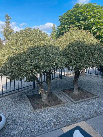 Prachtige Ilex ‘Argentea Marginata’ hoogstam – 2 meter boom beschikbaar voor biedingen