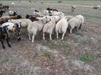 Gevraagd weidelammeren., Dieren en Toebehoren, Schapen, Geiten en Varkens, Meerdere dieren, Schaap