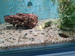 Endler Guppen, Dieren en Toebehoren, Vis, Zoetwatervis