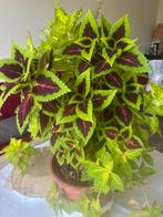 Zelfgekweekte Siernetel, Tuin en Terras, Planten | Tuinplanten, Ophalen of Verzenden