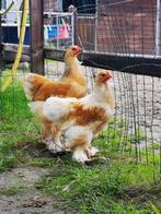 Hanen - Brahma Groot - Lemon Pyle, Dieren en Toebehoren, Mannelijk, Kip