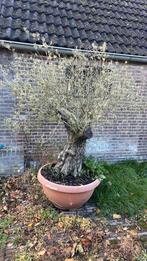 Olijfboom in pot, Tuin en Terras, Planten | Bomen, Bloeit niet, Ophalen of Verzenden, 100 tot 250 cm, Olijfboom