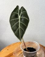 Alocasia Watsoniana Red Vein, Huis en Inrichting, Kamerplanten, Ophalen of Verzenden, Overige soorten, Minder dan 100 cm
