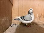Beute duivin, Dieren en Toebehoren, Vogels | Duiven, Vrouwelijk, Postduif