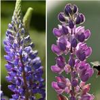 Lupine zaden diverse soorten, Verzenden, Zaad