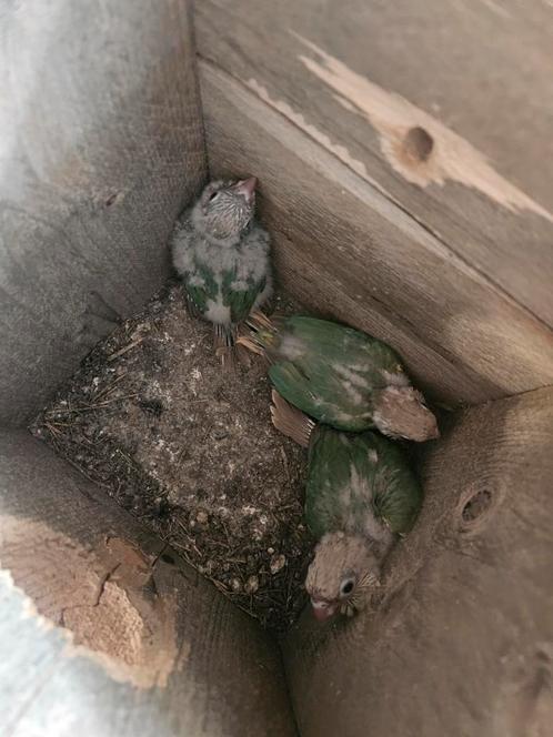 Tekoop te reseveren nog twee pyrrhura.s om tam te maken, Dieren en Toebehoren, Vogels | Parkieten en Papegaaien, Parkiet, Geslacht onbekend
