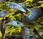 🟣Zomerdeal!!!! Galaxy Multicolor x Galaxy Blue Tail 🟣, Dieren en Toebehoren, Vis, Zoetwatervis, Schoolvis