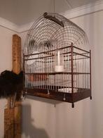 Surinaamse zangkooi, Ophalen of Verzenden, Zo goed als nieuw, Vogelkooi