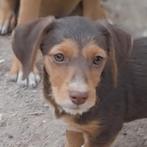 GaGa Animal Care - SHIBA kan eind augustus naar NL komen, Dieren en Toebehoren, Honden | Niet-rashonden, Particulier, Rabiës (hondsdolheid)