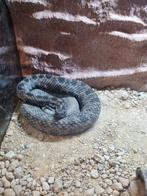 Dwergratelslang Sistrurus, Dieren en Toebehoren, Reptielen en Amfibieën, Slang