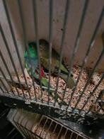 Koppel wildkleur roodruggen, Dieren en Toebehoren, Vogels | Parkieten en Papegaaien, Meerdere dieren, Parkiet