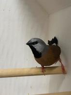 Gordelgrasvink, Dieren en Toebehoren, Mannelijk, Tropenvogel, Geringd