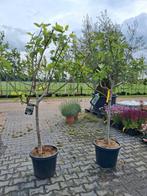 2 x ficus carica op stam, vijgenbomen, vijgenboom vijg stam, In pot, Ophalen of Verzenden, 100 tot 250 cm, Zomer