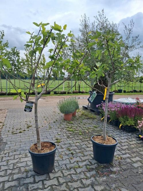 2 x ficus carica op stam, vijgenbomen, vijgenboom vijg stam, Tuin en Terras, Planten | Fruitbomen, Vijgenboom, 100 tot 250 cm