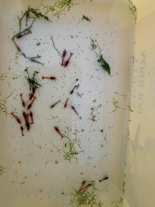 50 uitgeselecteerde vuurgarnalen €25, Dieren en Toebehoren, Vissen | Aquariumvissen, Kreeft, Krab of Garnaal