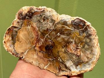 Versteend hout schijf plak dubbel gepolijst mineralen 18 beschikbaar voor biedingen